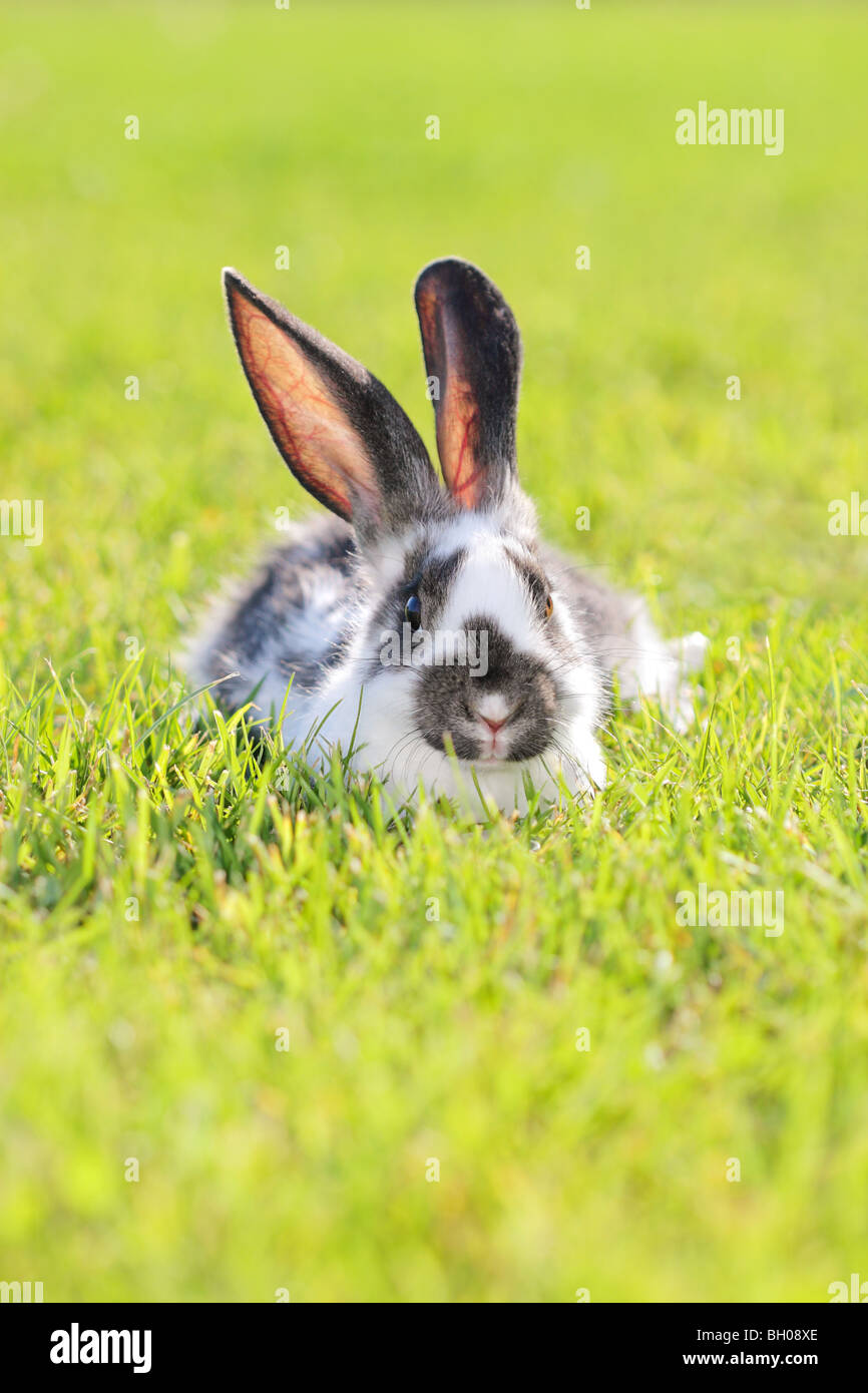 white gray rabbit lying in a green meadow Stock Photo Alamy