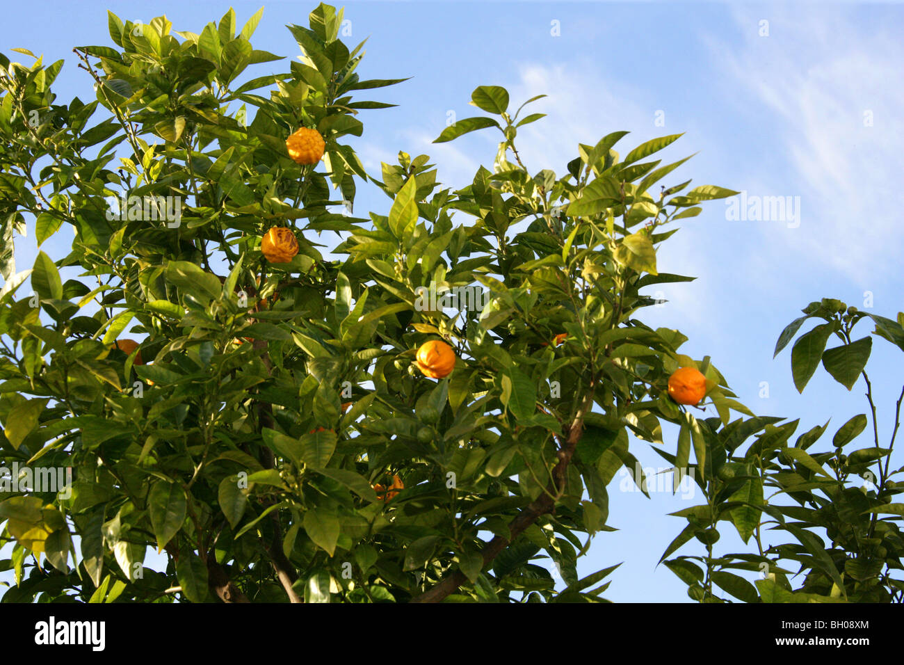 Bitter Orange, also known as Seville Orange, Sour Orange, Bigarade Orange, and Marmalade Orange, Citrus aurantium, Rutaceae Stock Photo