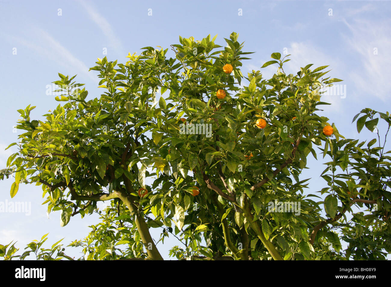 Bitter Orange, also known as Seville Orange, Sour Orange, Bigarade Orange, and Marmalade Orange, Citrus aurantium, Rutaceae Stock Photo