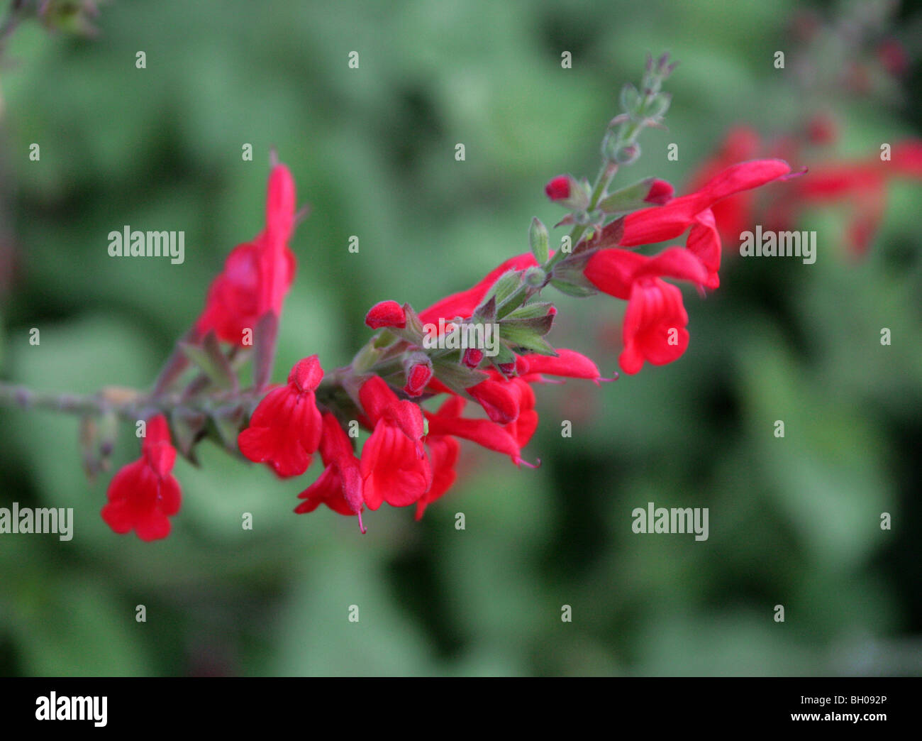 Fiery Sage, Red Mountain Sage, Salvia darcyi, Lamiaceae (Labiatae), North East Mexico Stock Photo