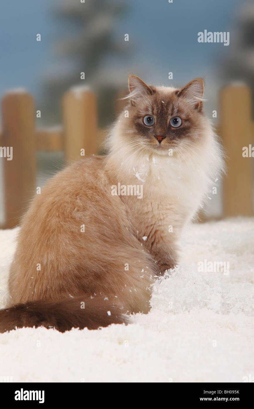 Neva Masquarade, blue-tabby-point-white / Siberian Forest Cat, Siberian  Cat, Siberia, Neva Masquerade Stock Photo - Alamy