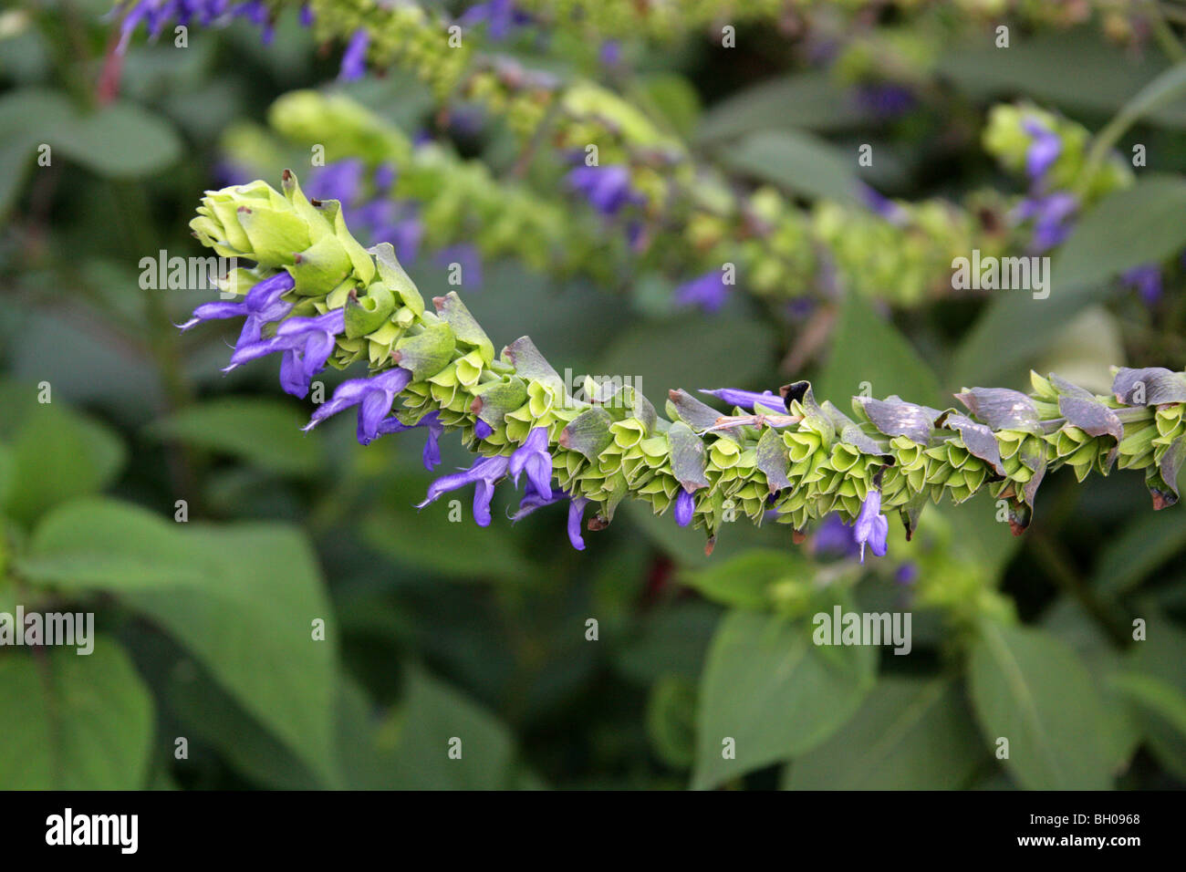 Salvia atrocyanea, Lamiaceae (Labiatae), Bolivia, South America Stock Photo