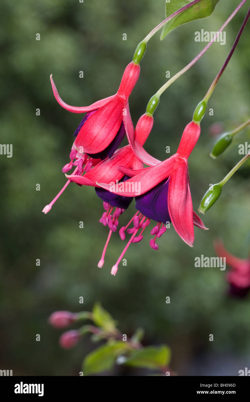 Red flowers showing close-up of the stamen and pistil Stock Photo
