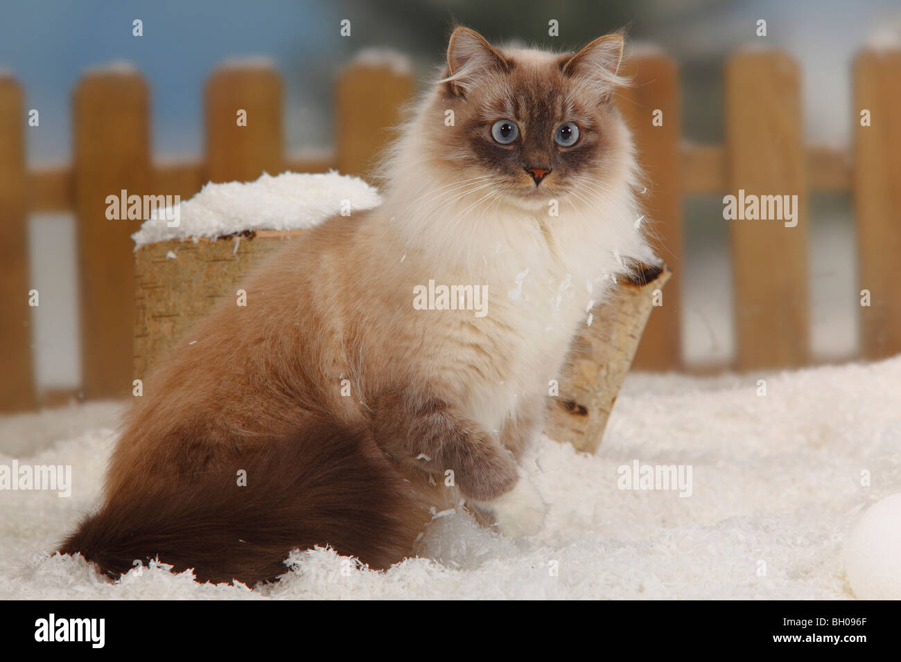 Neva Masquarade, blue-tabby-point-white / Siberian Forest Cat, Siberian  Cat, Siberia, Neva Masquerade Stock Photo - Alamy