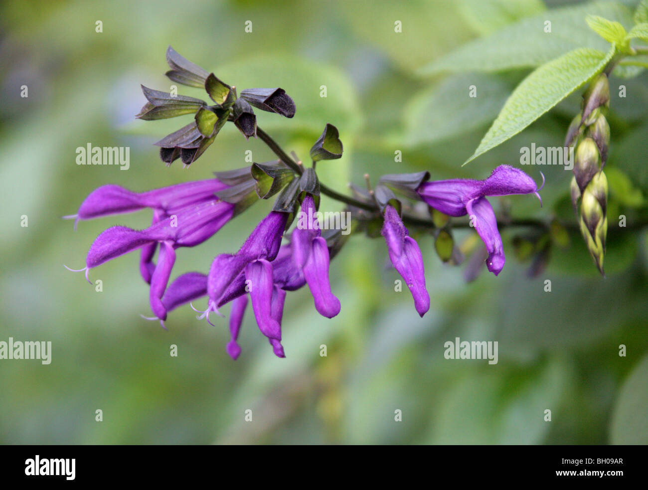 Salvia 'Purple Majesty', Lamiaceae Stock Photo