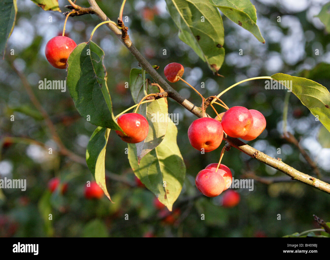 Siberian Crab Apple, Malus baccata, Rosaceae, East Asia, North Central China. Edible Red and Yellow Fruit. Stock Photo