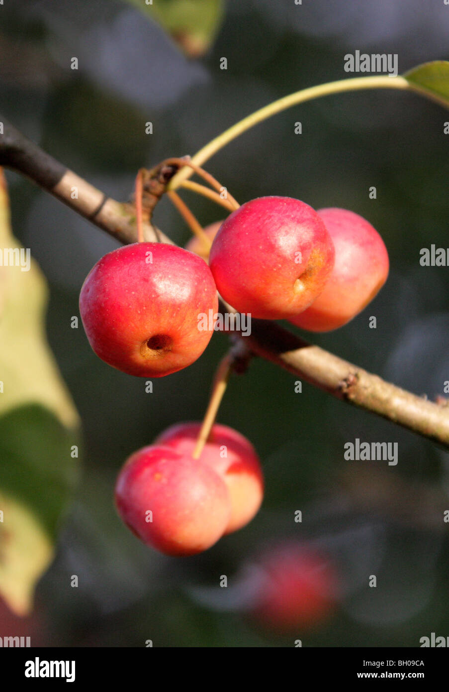 Siberian Crab Apple, Malus baccata, Rosaceae, East Asia, North Central China. Edible Red and