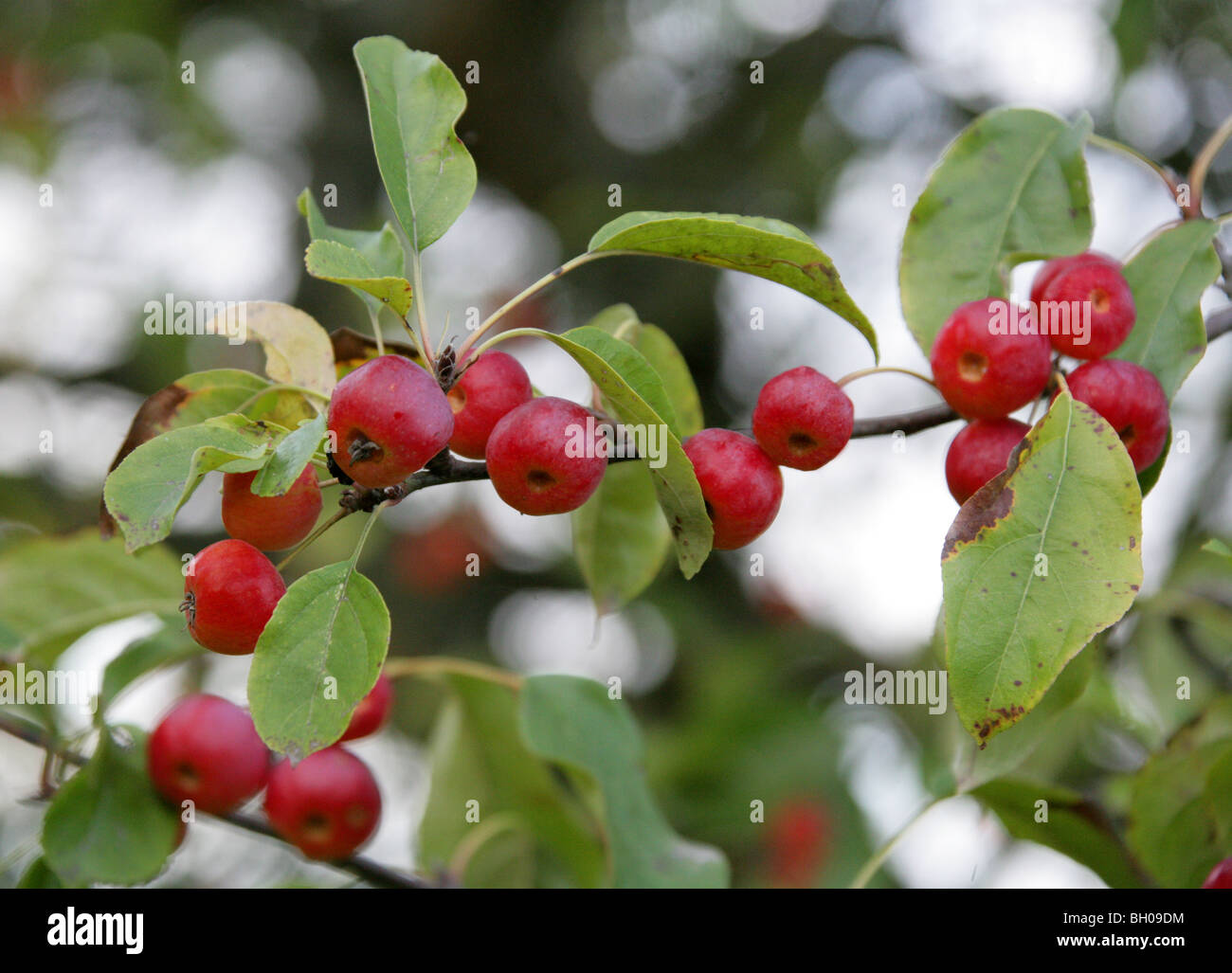 Siberian Crab Apple, Malus baccata, Rosaceae, East Asia, North Central China. Edible Red and