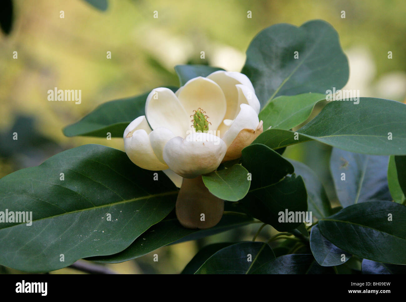 Sweetbay magnolia tree High Resolution Stock Photography and Images Alamy