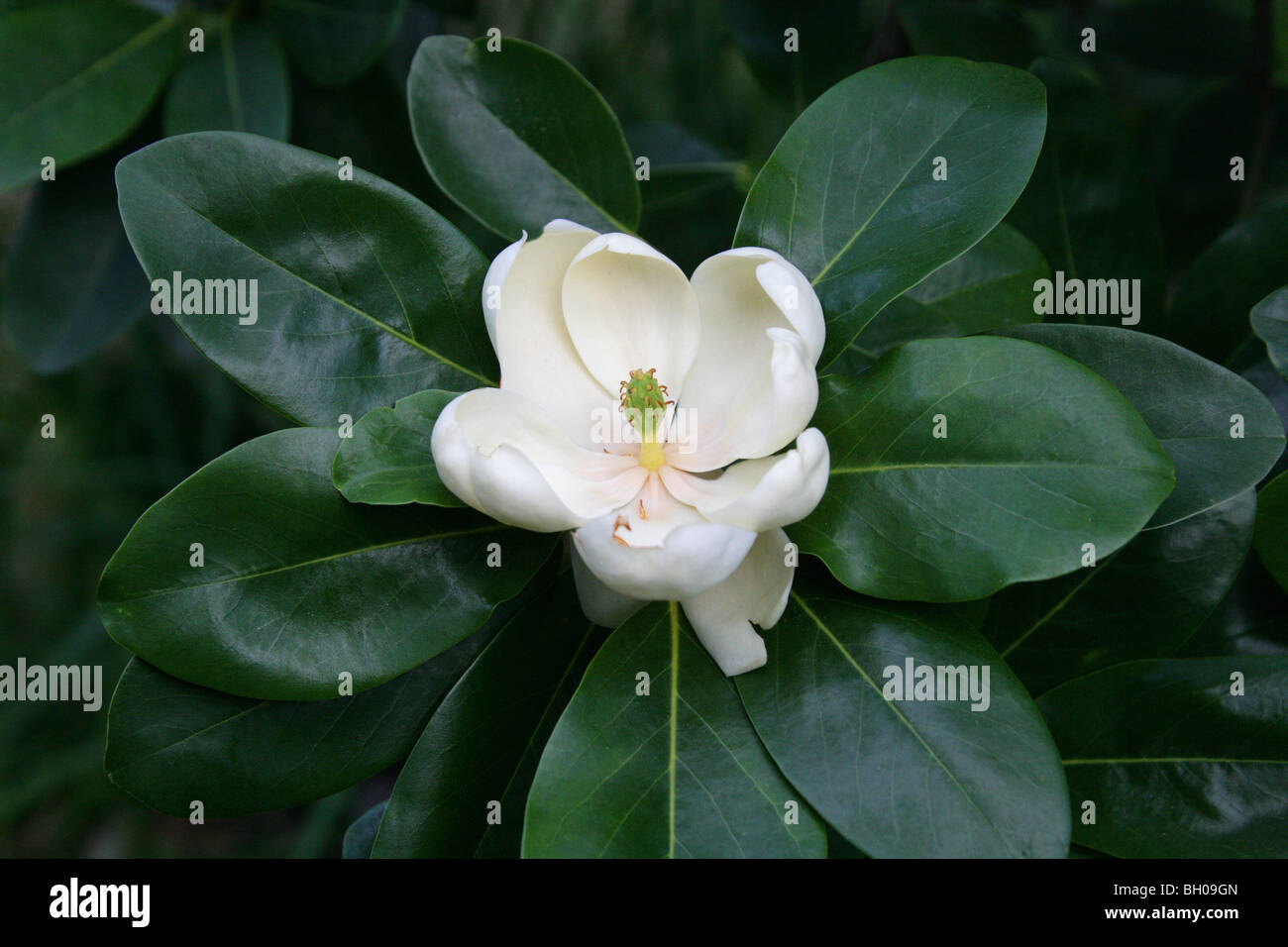 Swamp Bay, Magnolia virginiana, Magnoliaceae, North East and South East USA, North America. Aka Dwarf Sweet Bay Magnolia. Stock Photo
