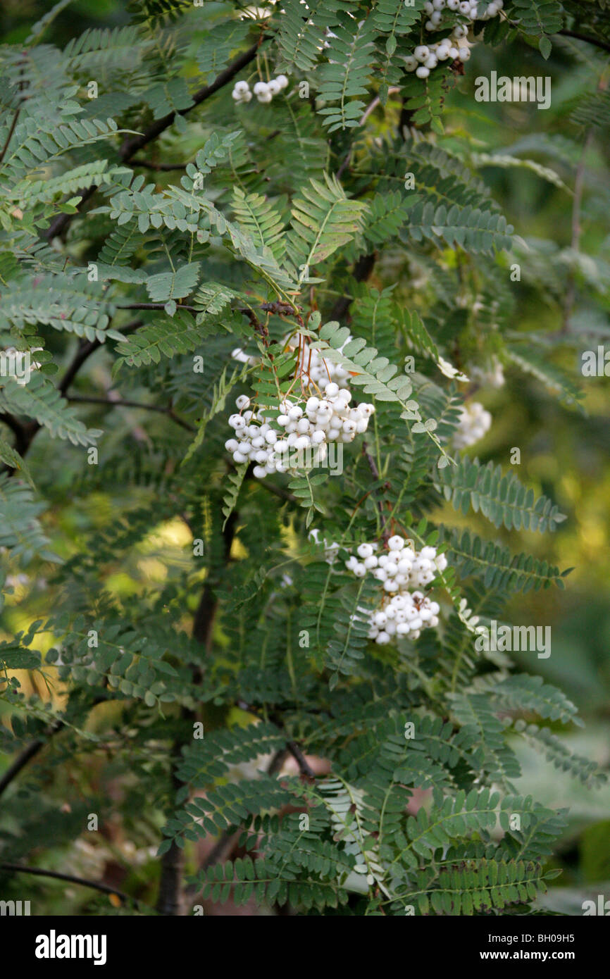 A Chinese Rowan or Mountain Ash, Sorbus koehneana, Rosaceae, South Central China, Asia. Fruit, Berries. Stock Photo