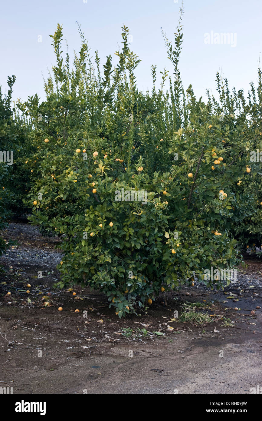 Lemon tree bearing fruit, orchard . Stock Photo