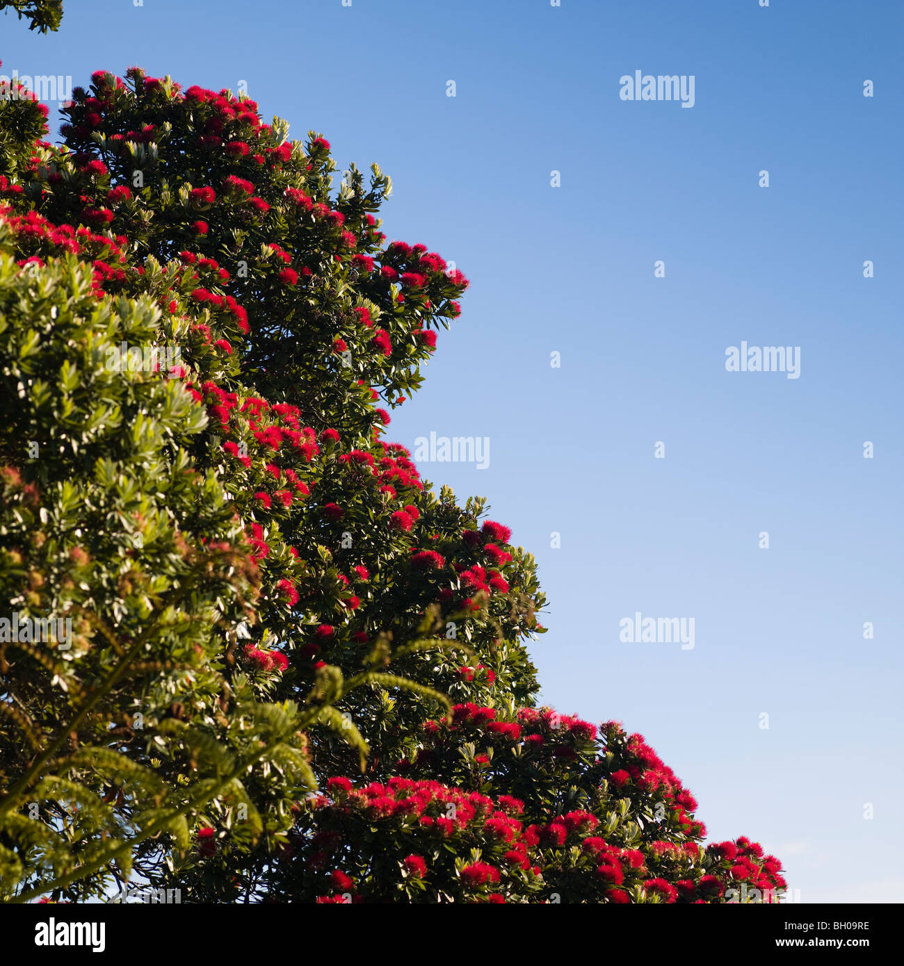 Pohutukawa tree, native to New Zealand, often refereed to as the Christmas tree of New Zealand Stock Photo