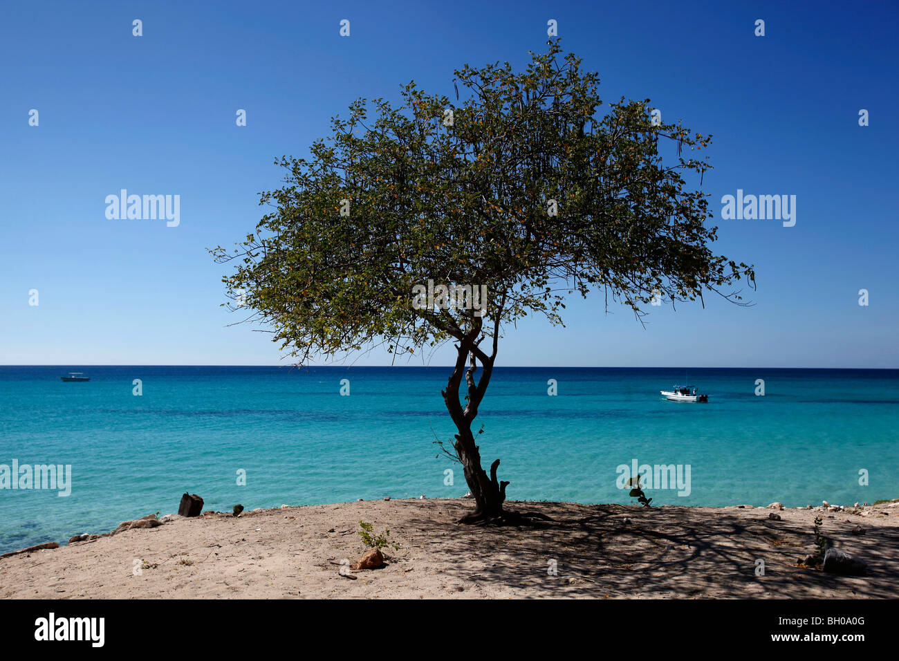 Lone tree on the beach, Cabo Rojo, Dominican Republic Stock Photo