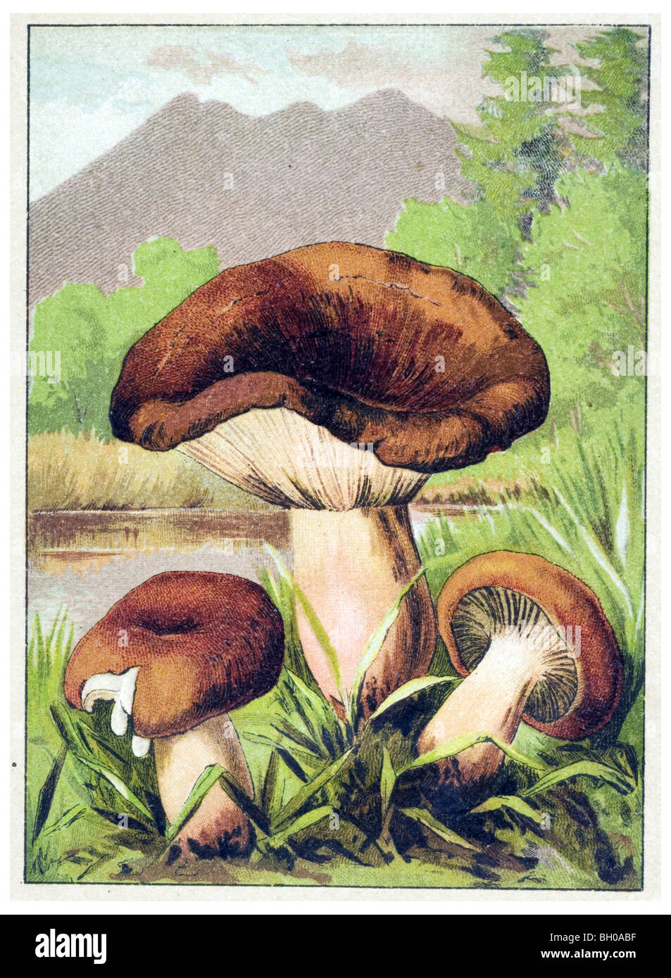 Lactarius volemus mushroom fungus Stock Photo