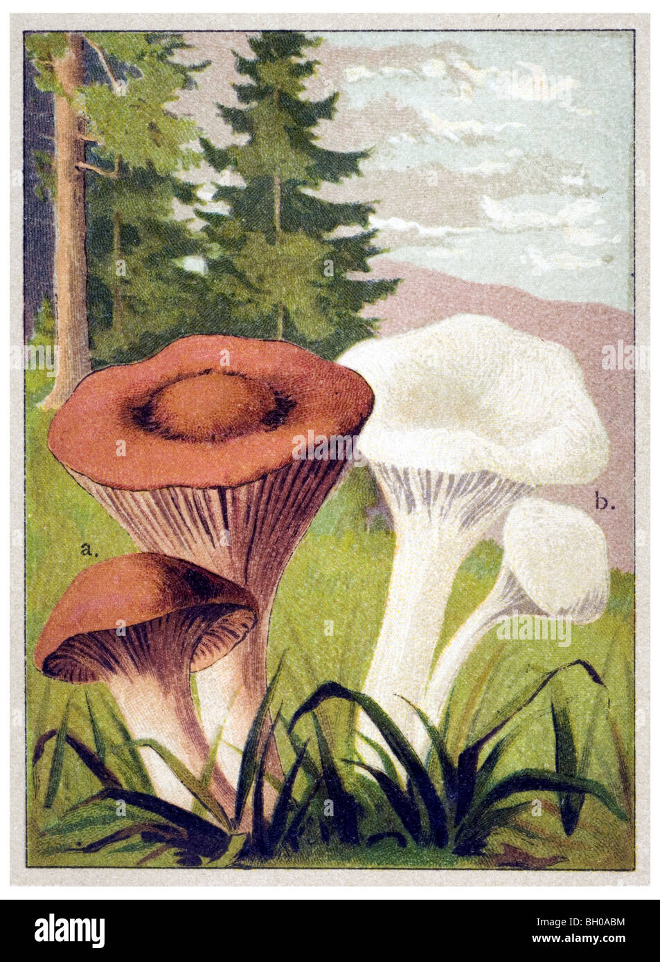 buffcap, meadow waxcap, mushroom fungus Stock Photo