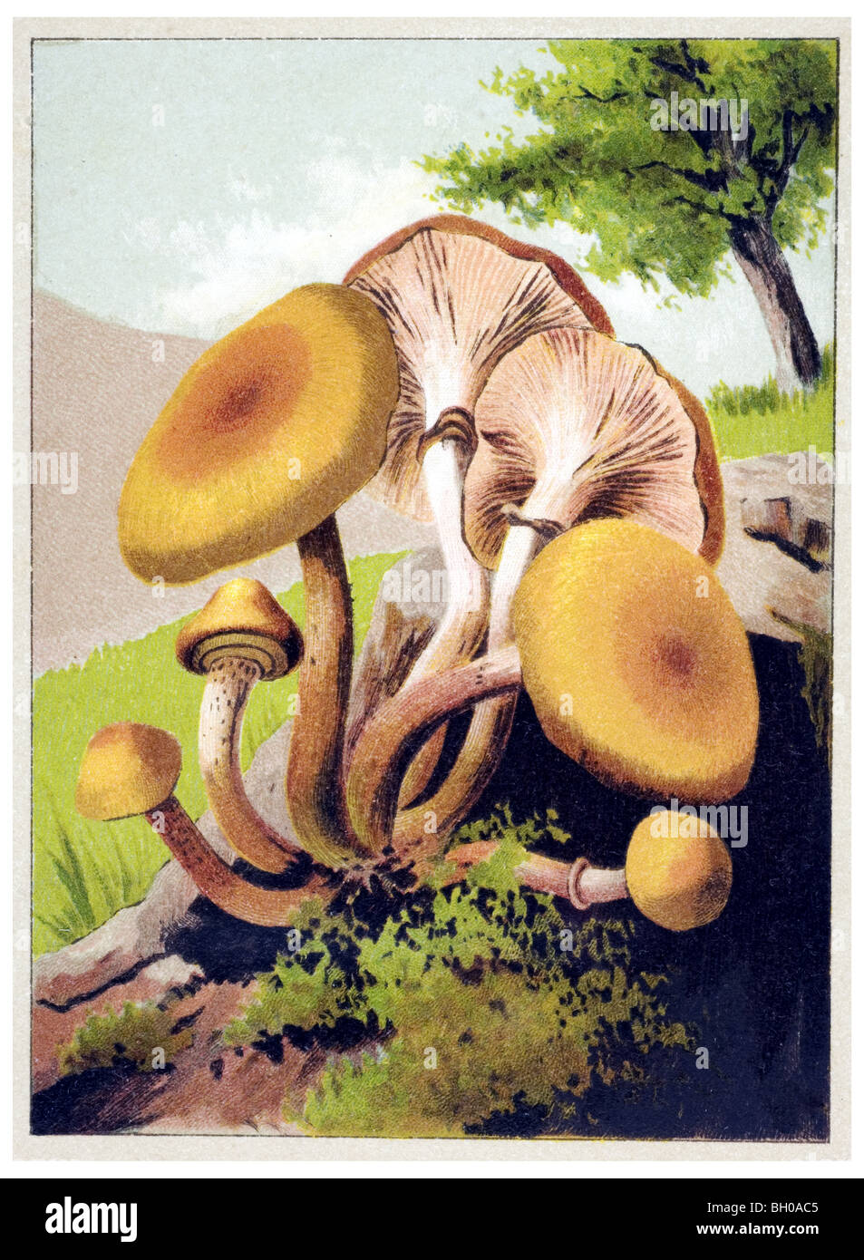 Sheathed Woodtuft mushroom fungus Stock Photo