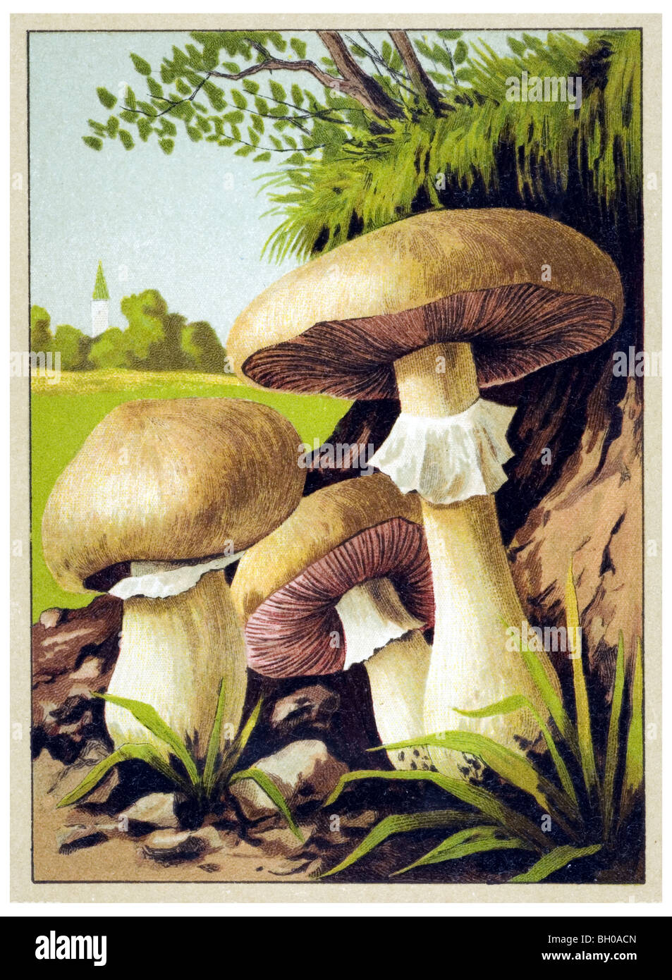 Field mushroom fungus Stock Photo