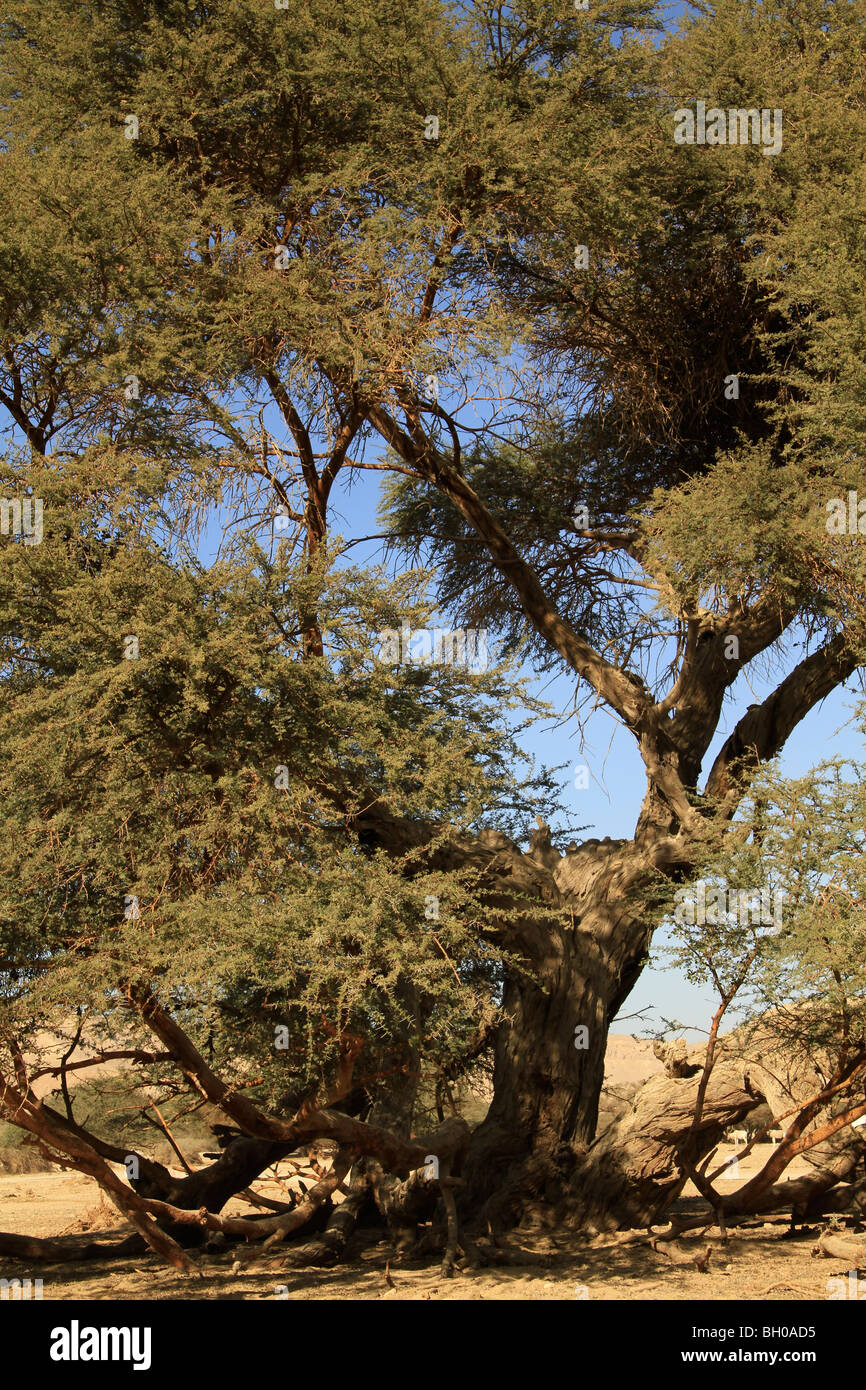 Acacia raddiana hires stock photography and images Alamy