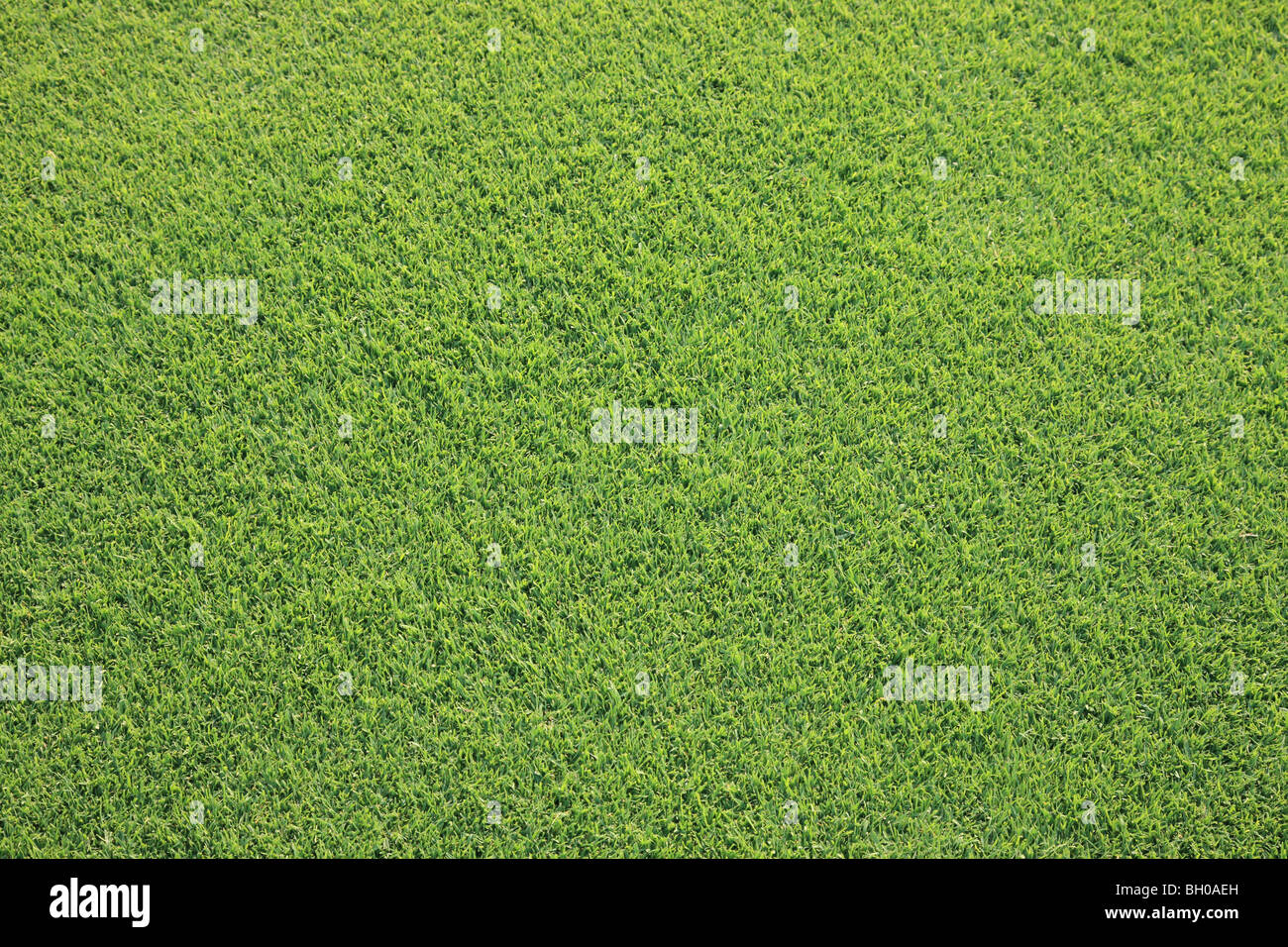 grass on golf course Stock Photo