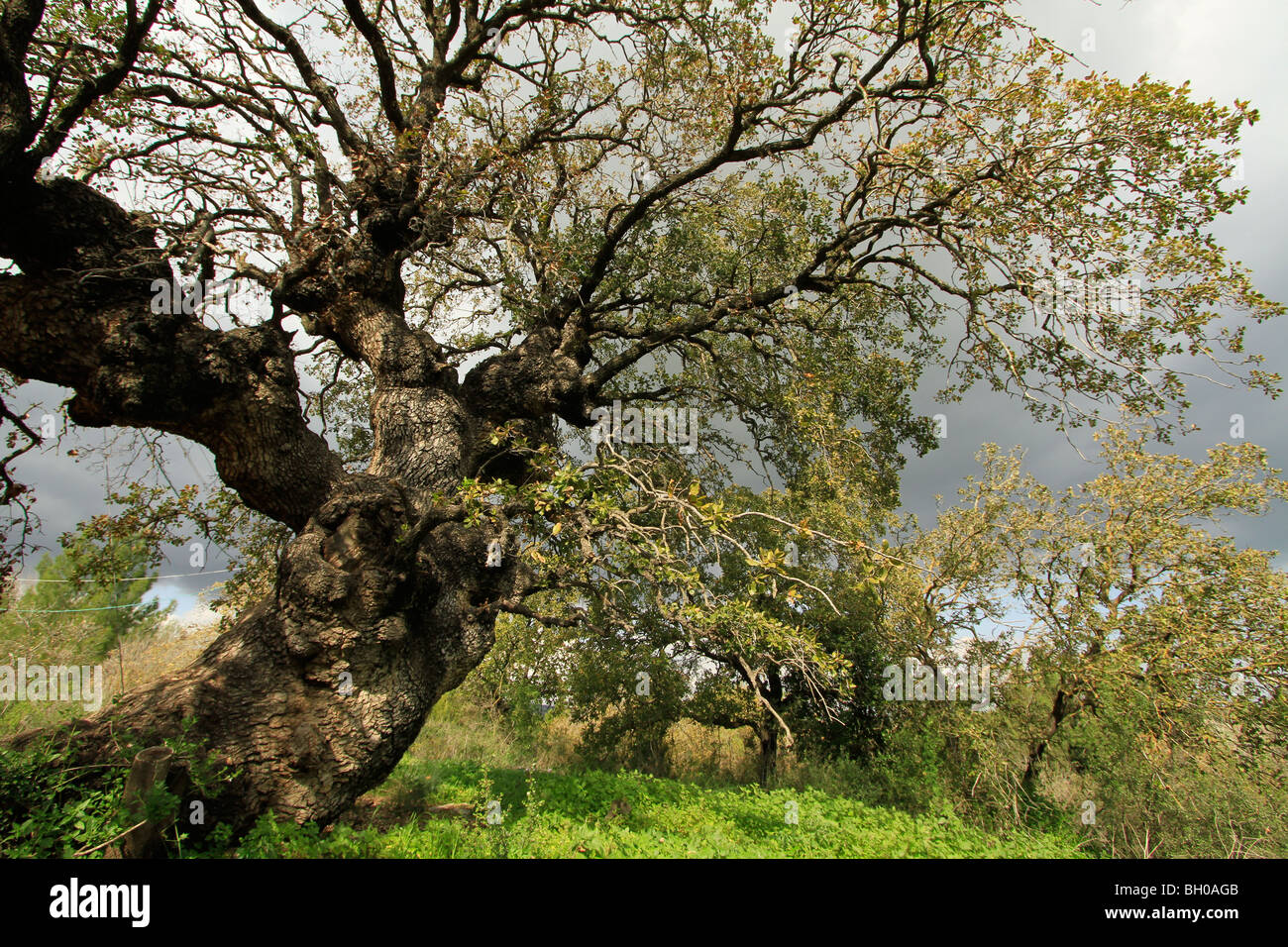 Israel, Lower Galilee, Mount Tabor Oak at Alon Tavor Field School Stock Photo