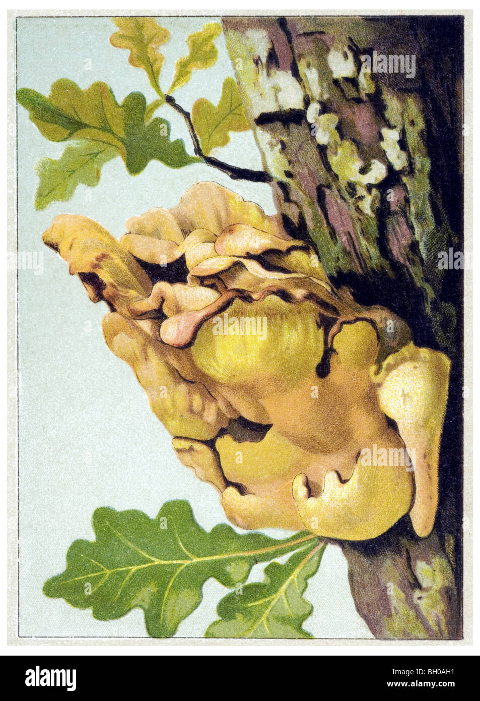 Laetiporus, sulphur shelf, chicken of the woods mushroom fungus Stock Photo