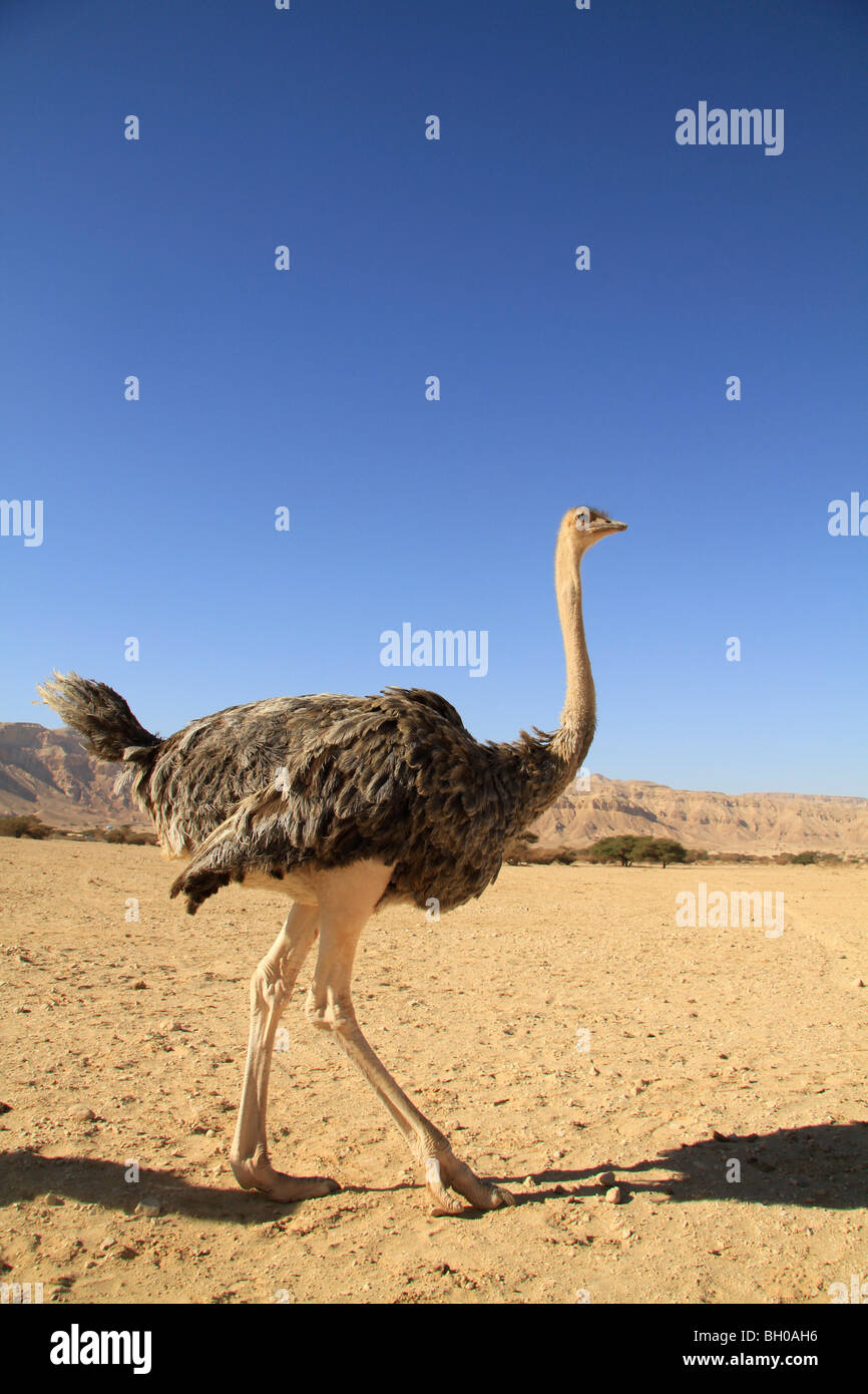 Israel, Arava, an Ostrich at the Hai Bar, the National Biblical Wildlife Reserve Stock Photo