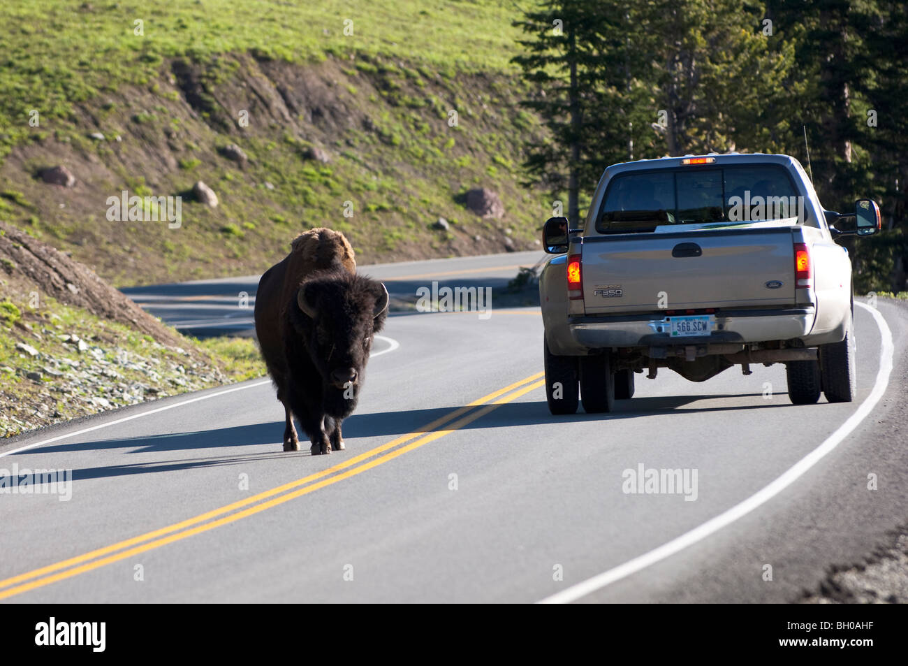 Bison on the road at Yellowstone National Park. Stock Photo