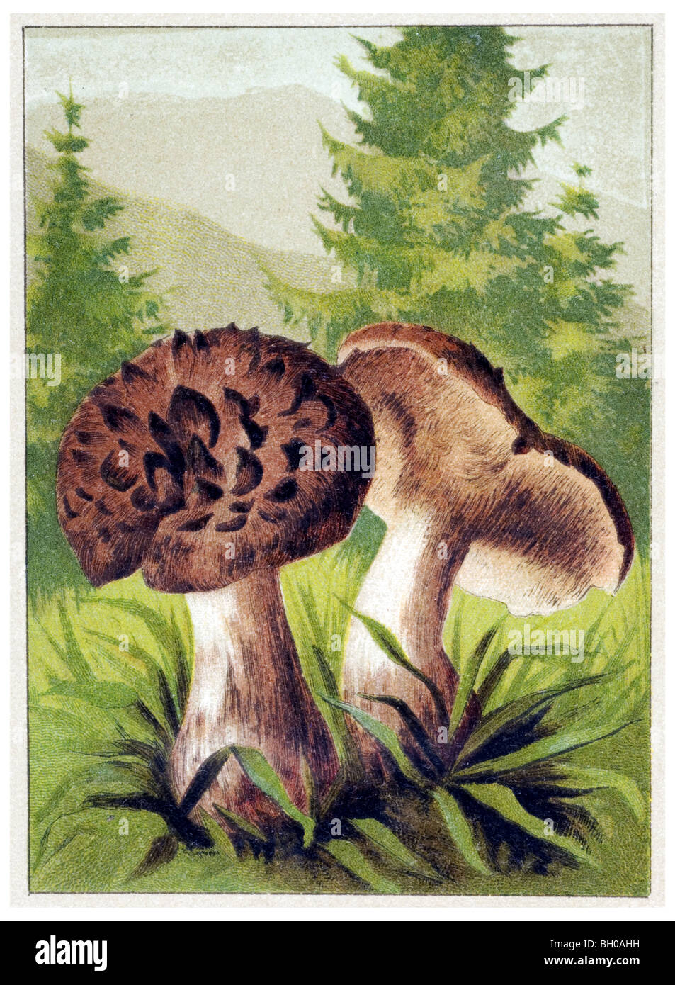 Shingled scaly hedgehog fungus mushroom Stock Photo