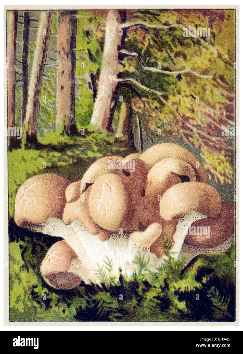 Polyporus confluens mushroom fungus mushroom Stock Photo