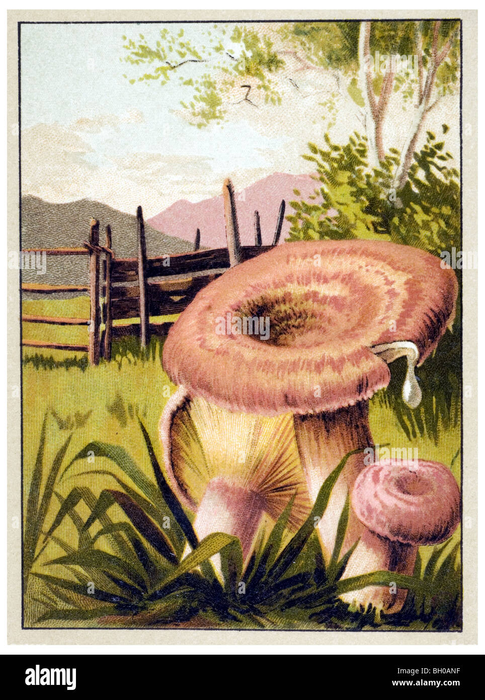 Woolly milk-cap mushroom toadstool, fungus Stock Photo