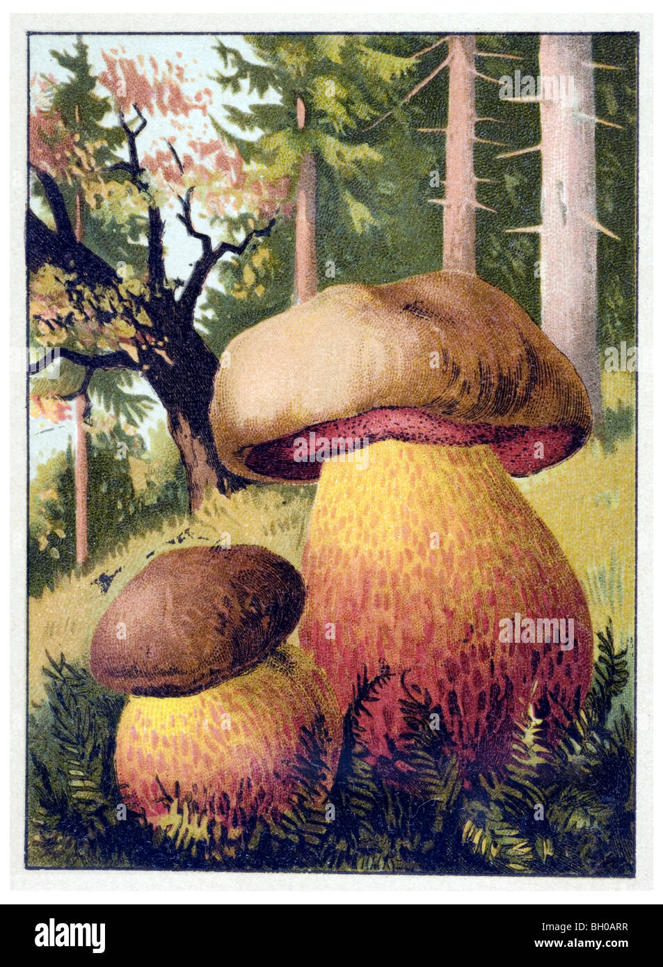 Devils bolete, Satans mushroom fungus toadstool, mushroom Stock Photo