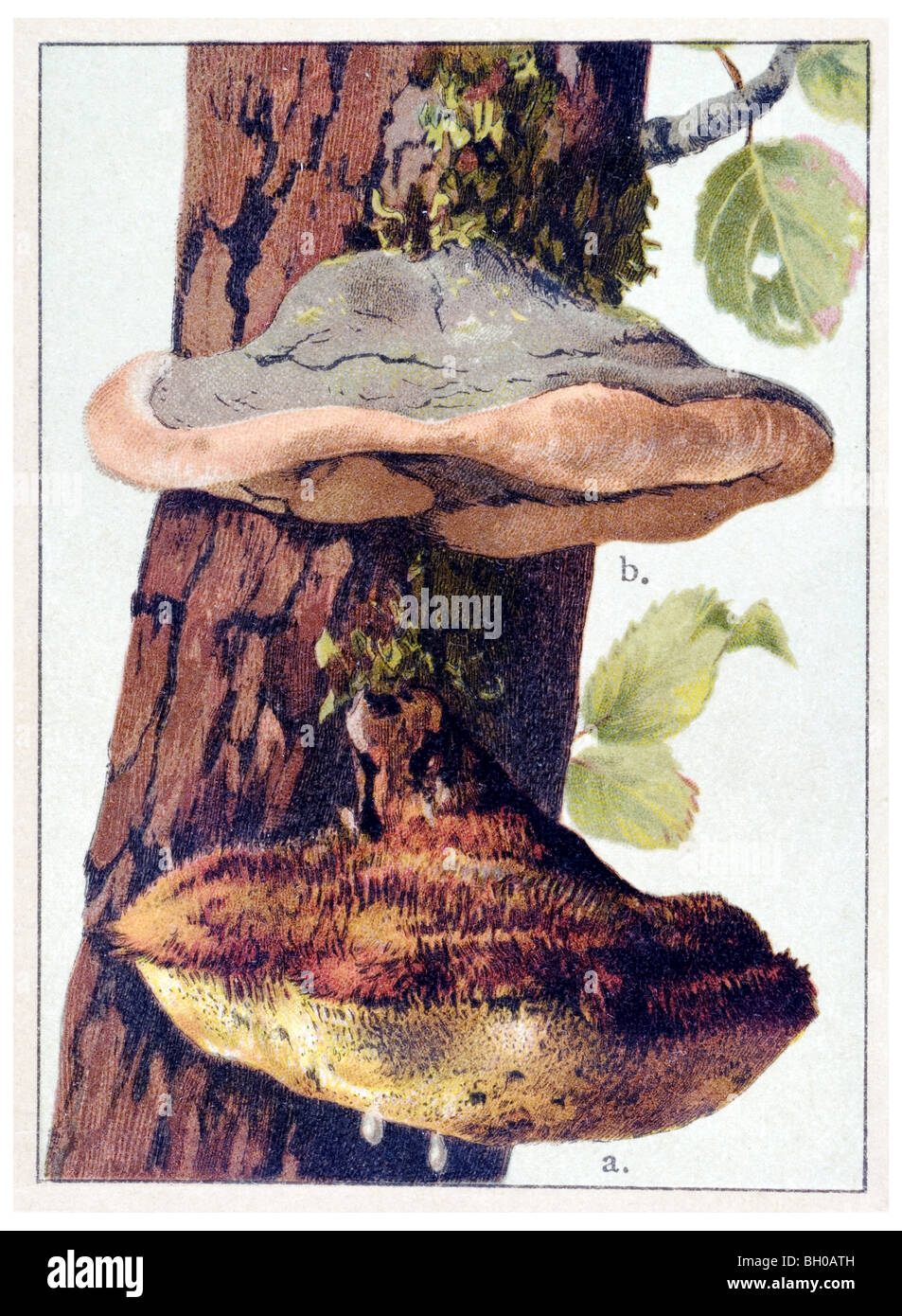 Polyporus ignarius, Inonotus hispidus fungus toadstool, mushroom Stock Photo