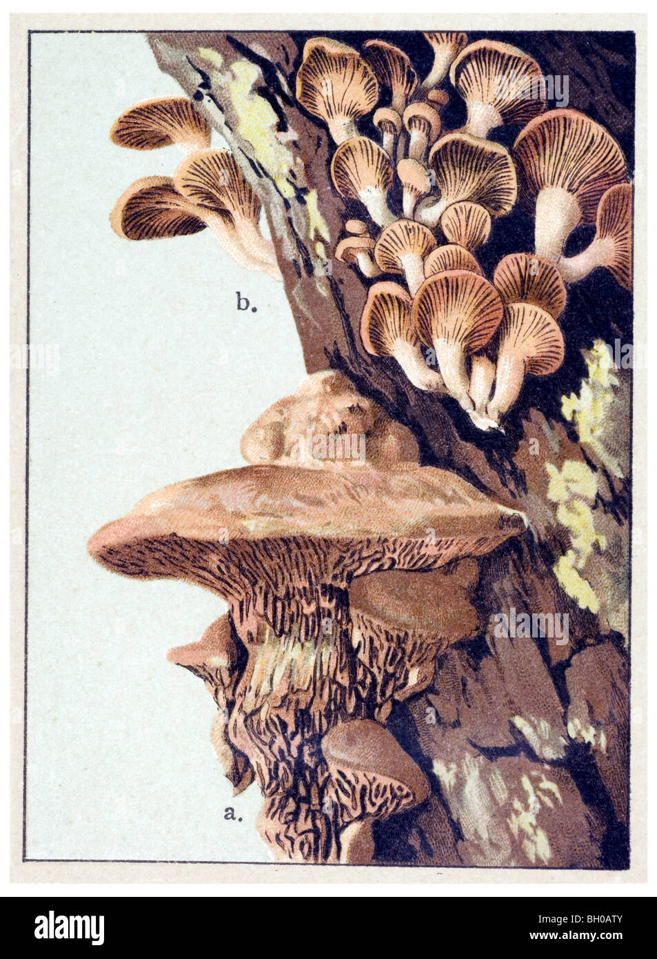 bitter oyster, astringent panus, luminescent panellus, stiptic fungus, Daedaleopsis fungus toadstool, mushroom Stock Photo