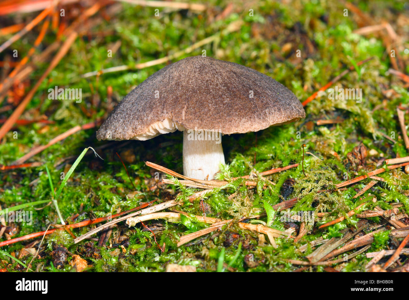 Grey Agaric Mushroom, Tricholoma terreum Stock Photo