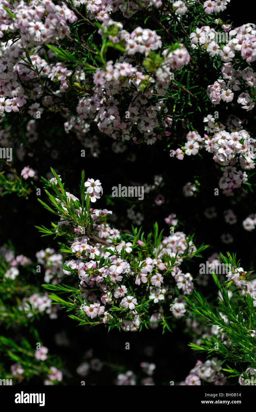 agasthoma ovata buchu white flowers pink center western cape south africa flora flower bloom blossom medicinal plant Stock Photo