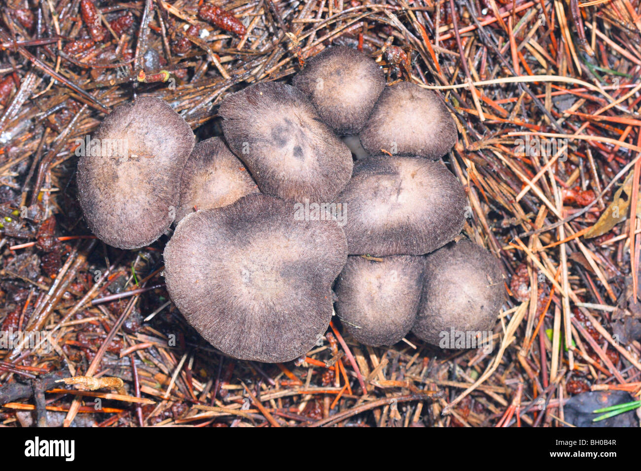 Grey Agaric Mushrooms, Tricholoma terreum. Group on pine wood Stock Photo