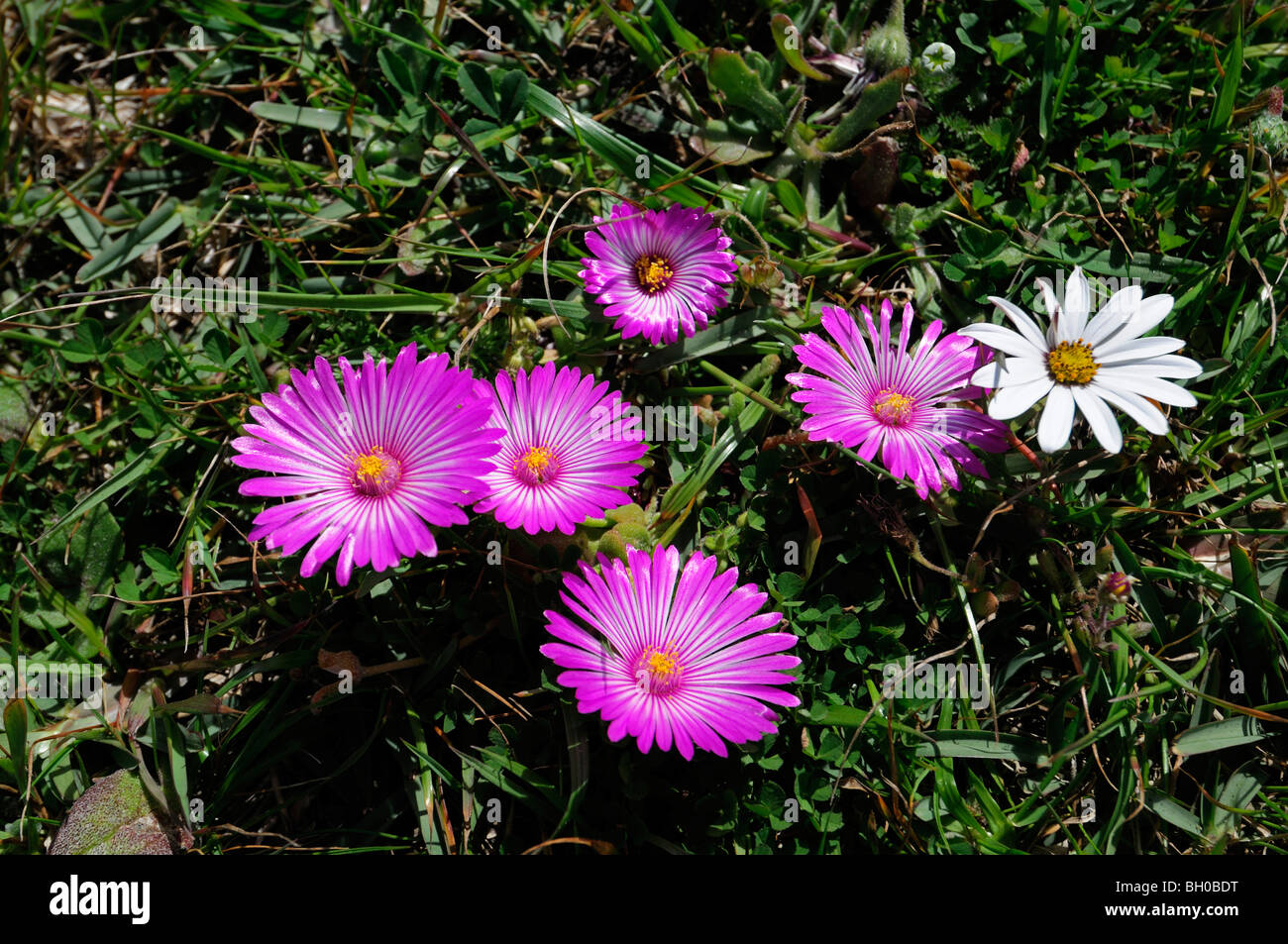 purple spring wildflowers postberg section Langebaan lagoon West Coast National Park Western Cape Republic of South Africa Stock Photo