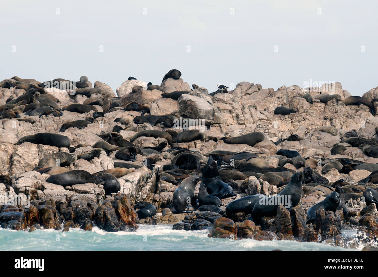 Cape fur seal colony on Dyer Island South Africa Arctocephalus pusillus Stock Photo