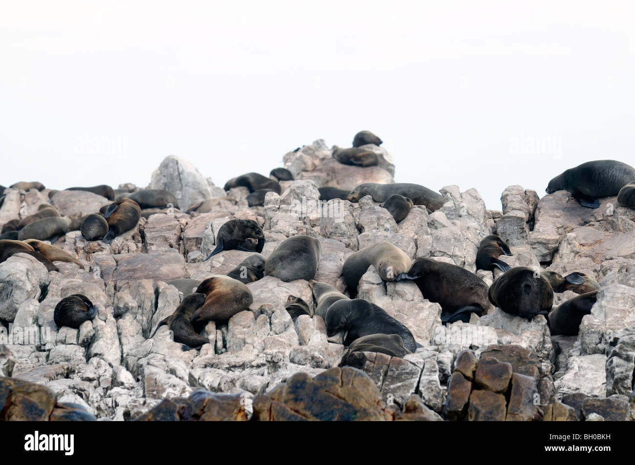 Cape fur seal colony on Dyer Island South Africa Arctocephalus pusillus Stock Photo