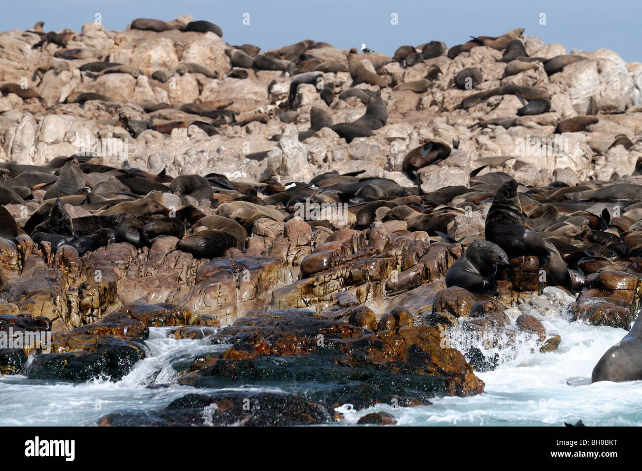 Cape fur seal colony on Dyer Island western cape South Africa Arctocephalus pusillus Stock Photo