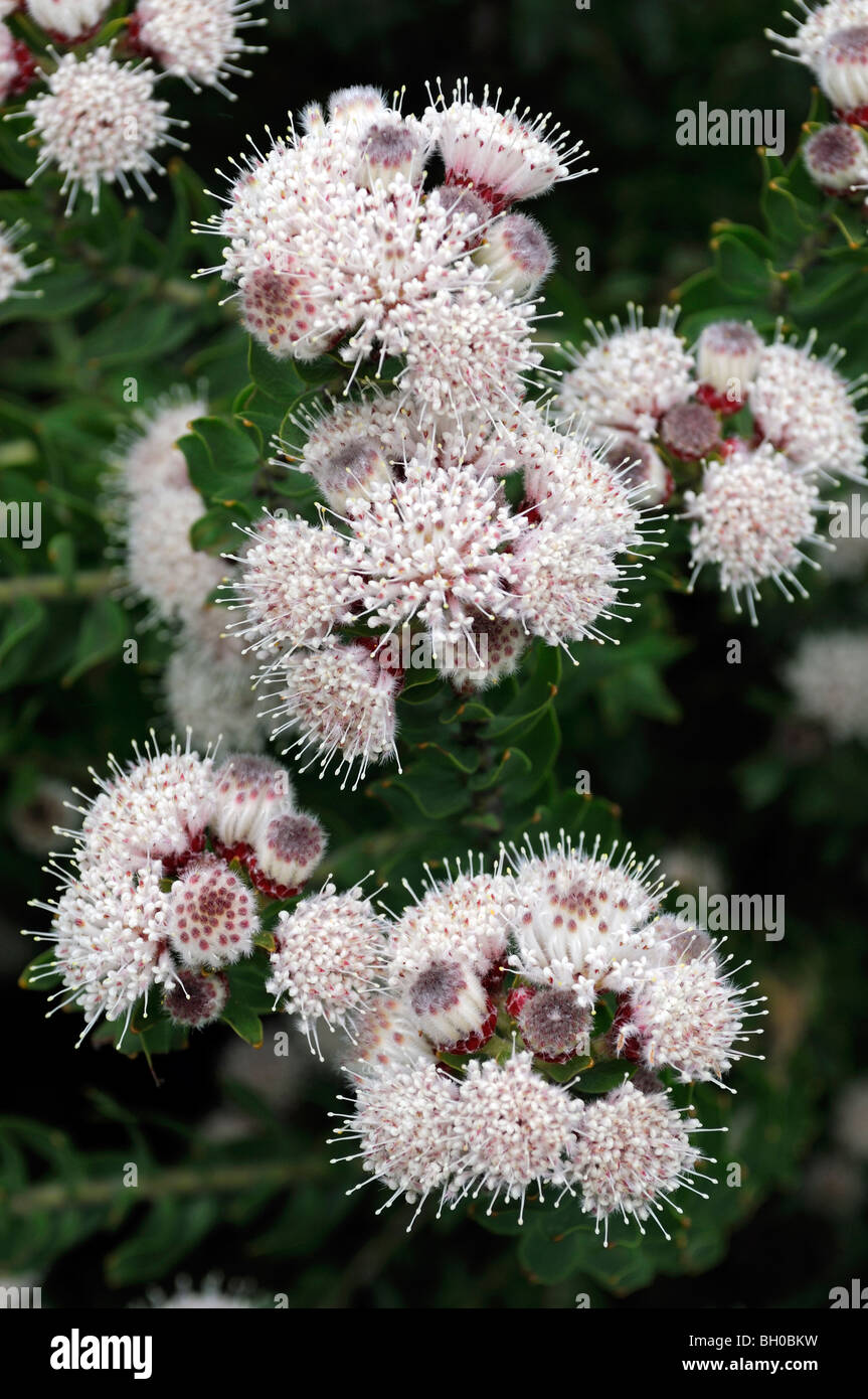 elegia fenestrata white pink flowers perennial south african native plant bloom blossom Restionaceae western cape Stock Photo