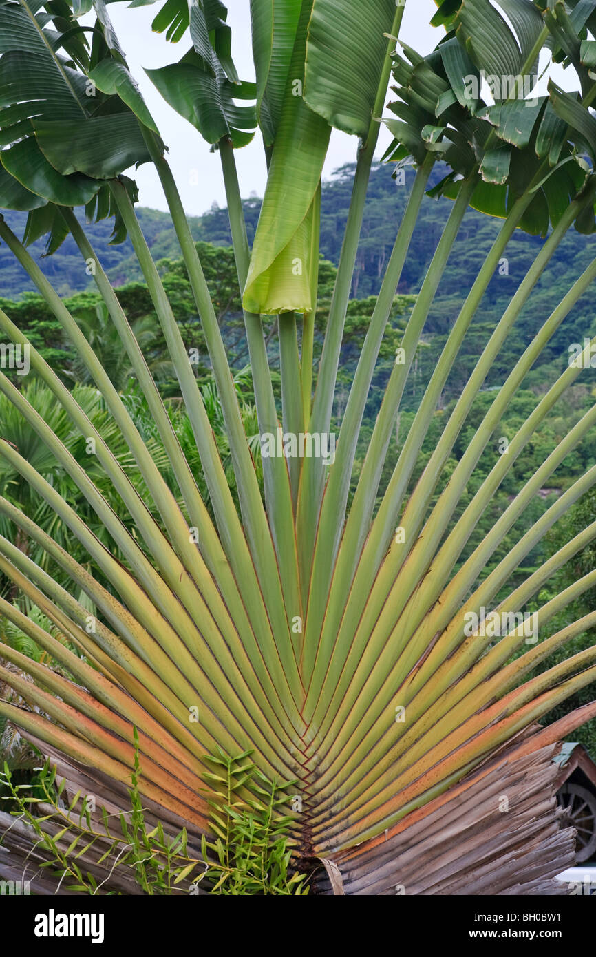 Palm tree fan in the Seychelles Stock Photo