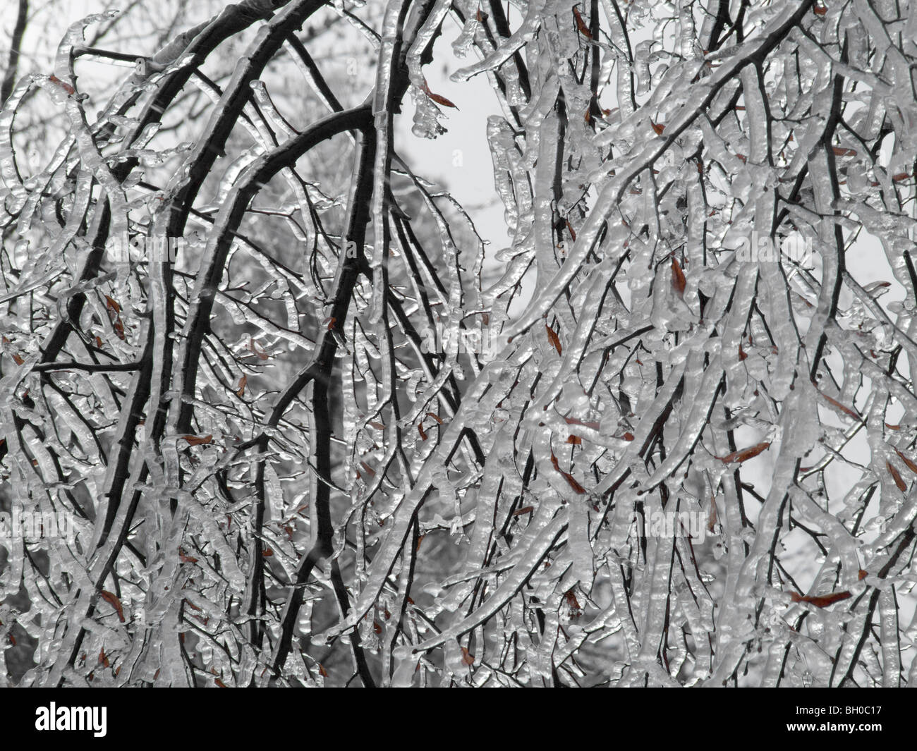 Extreme weather winter hoarfrost and glazed frost Stock Photo Alamy
