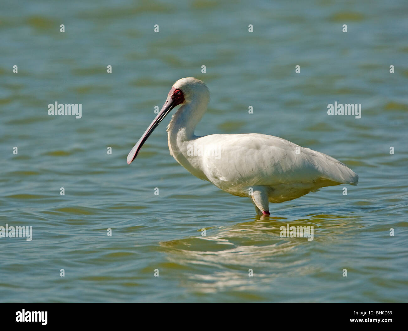 Spoonbill wildlife hi-res stock photography and images - Alamy