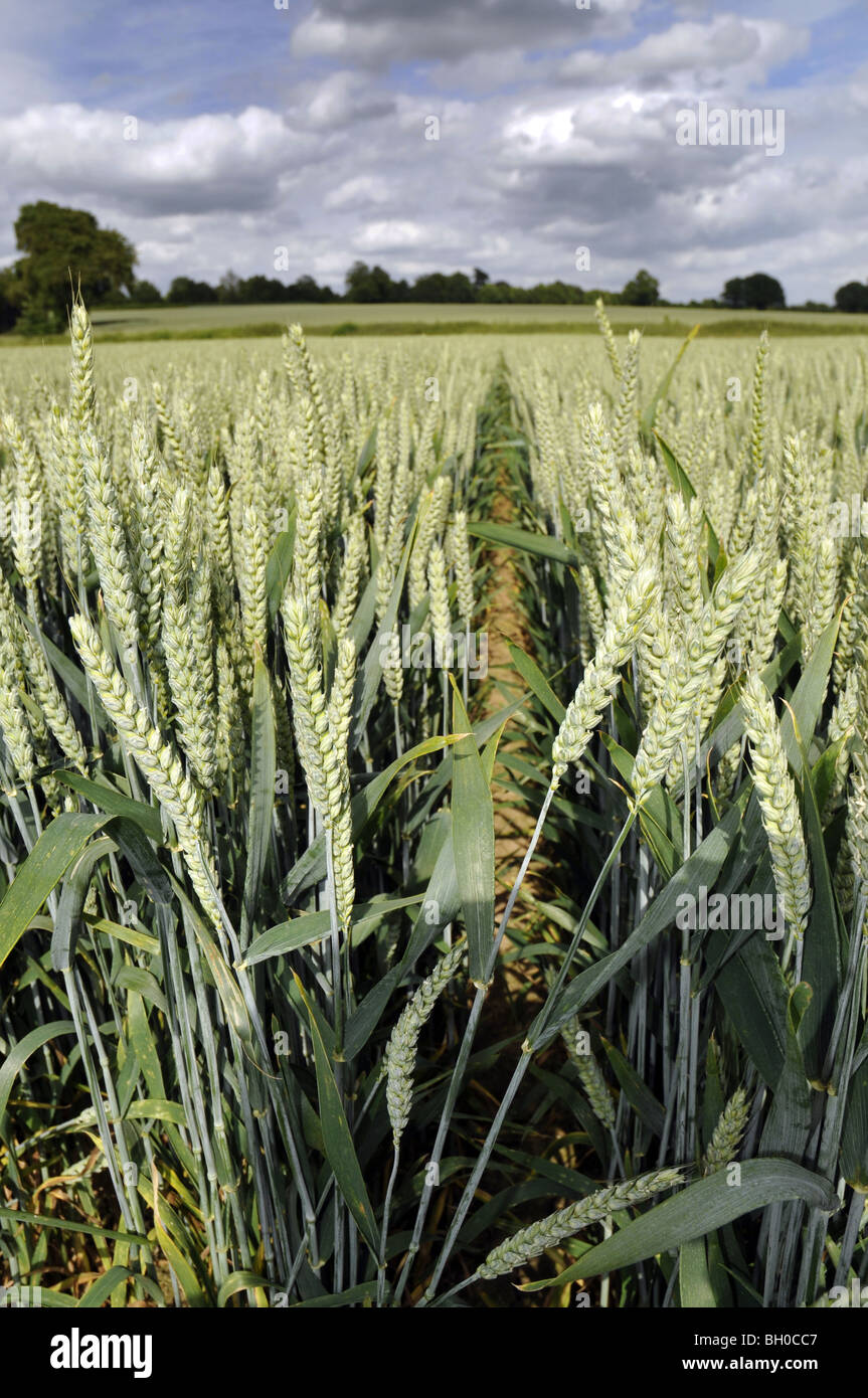 Wheat field in Hampshire Stock Photo