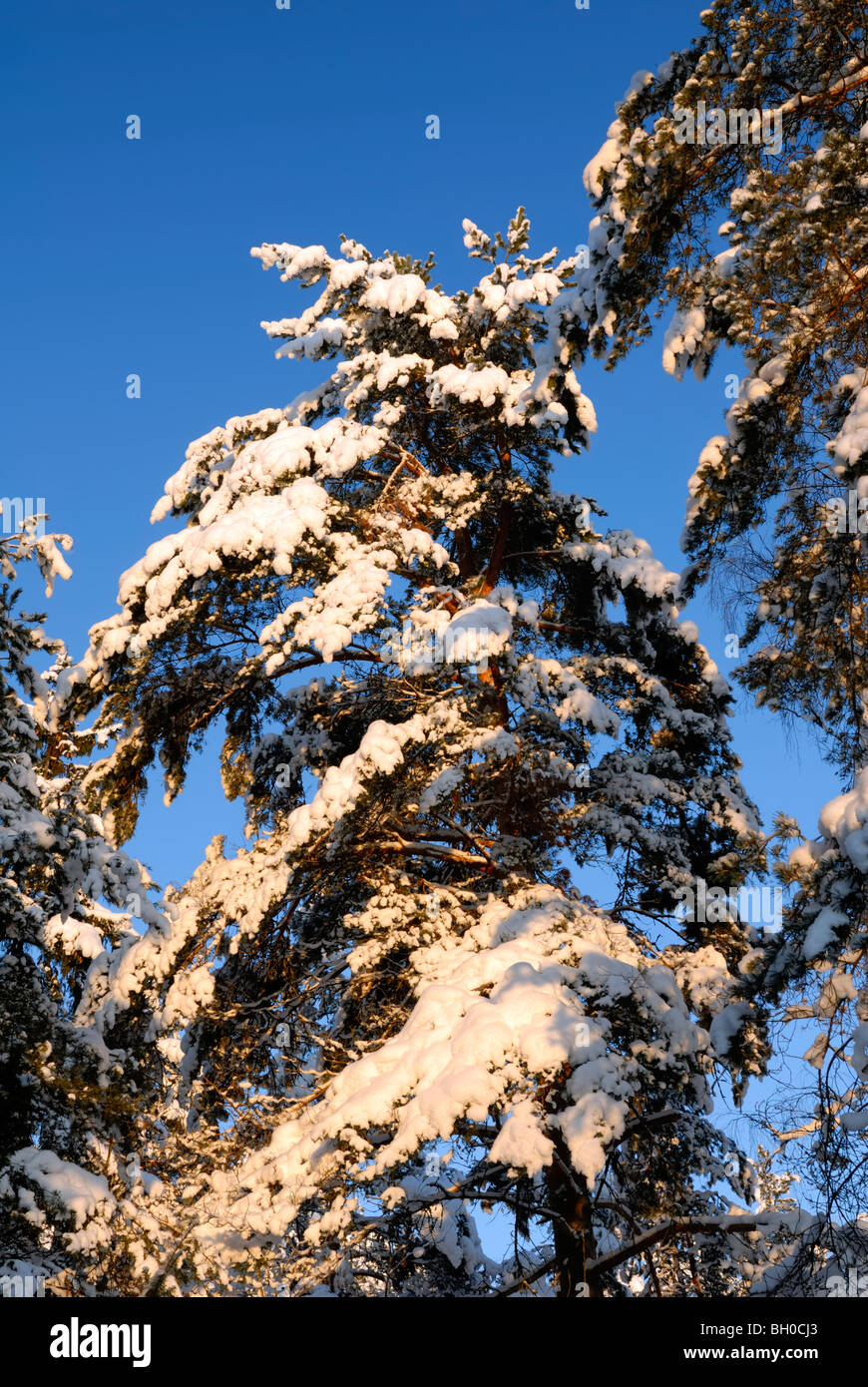 A fine wintry scene to the snowy pine tree, Pinus sylvestris , standing ...