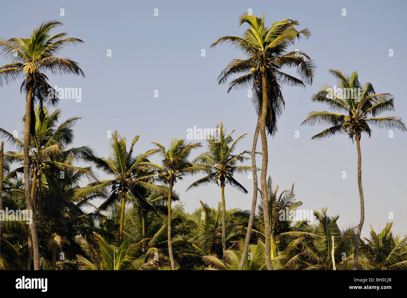 Palm trees on tropical beach Stock Photo