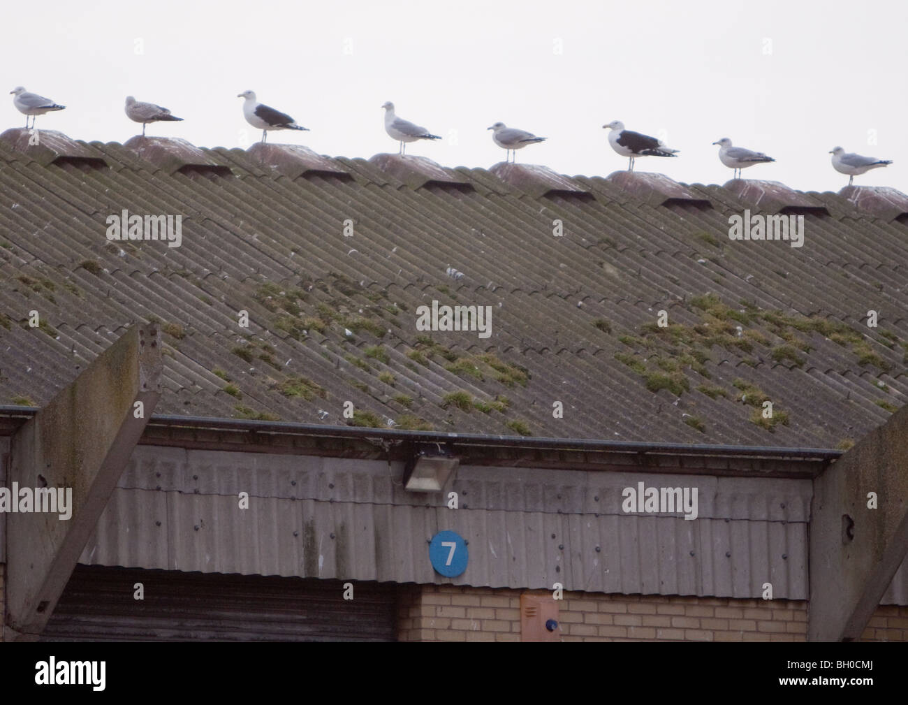 Seagulls on Warehouse corrugated asbestos roof roof Stock Photo