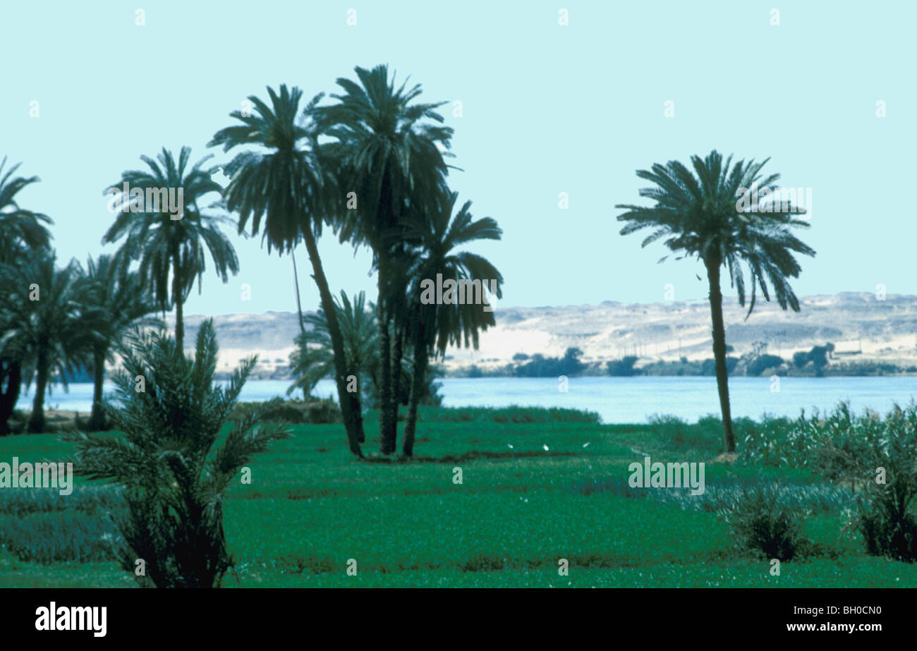 Irrigation along the NIle river Egypt with desert background Stock ...